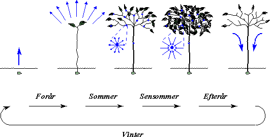 plantecyklus